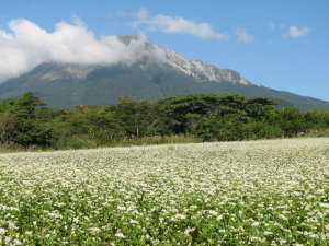 大山と蕎麦の花